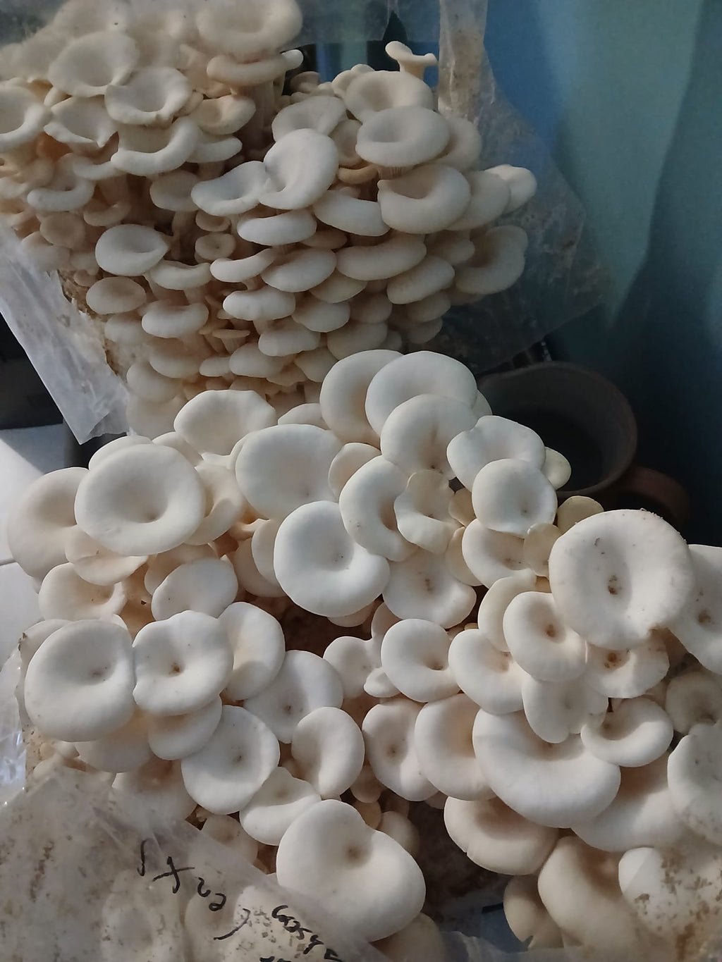 Ballot de Culture Bio Pleurotes (Blanc ou Gris)| Les Champignons du Pot'