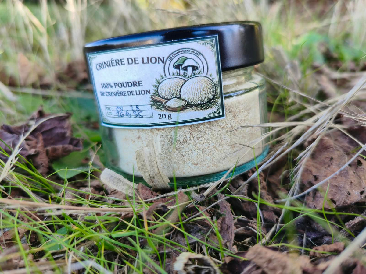 Poudre Crinière de Lion Bio - Hericium Erinaceus | Les Champignons du Pot'
