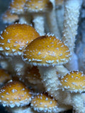 Ballot de Culture Bio Chestnut | Les Champignons du Pot'