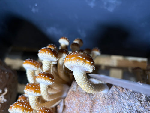 Ballot de Culture Bio Chestnut | Les Champignons du Pot'