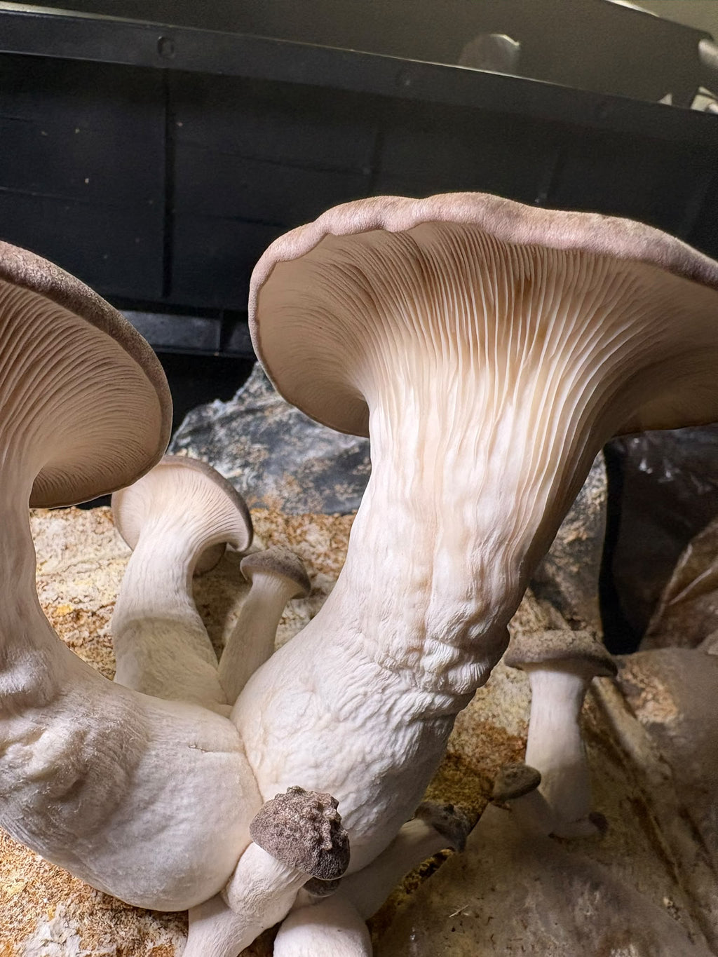 Ballot de Culture Bio Black Pearl | Les Champignons du Pot'