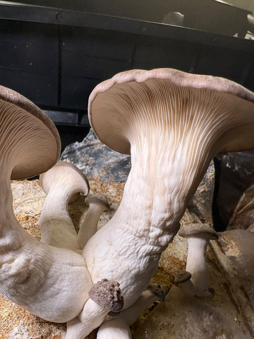 Ballot de Culture Bio Black Pearl | Les Champignons du Pot'