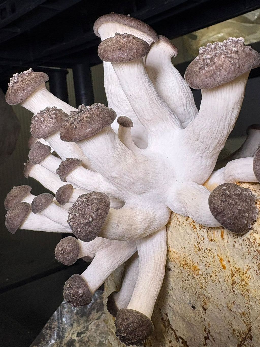 Ballot de Culture Bio Black Pearl | Les Champignons du Pot'