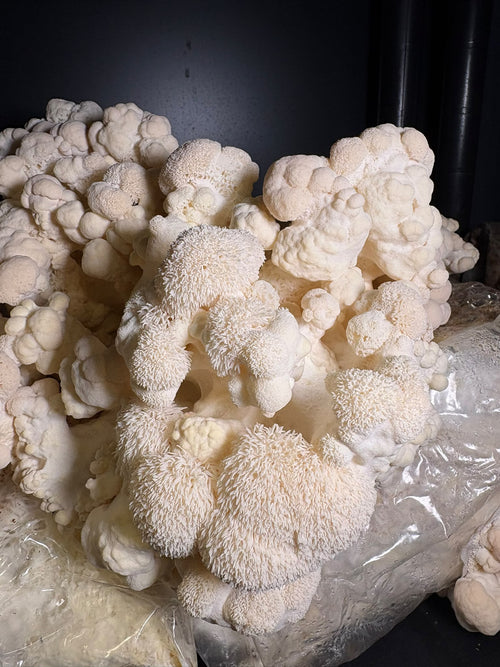 Ballot de Culture Bio Crinière de Lion | Les Champignons du Pot'