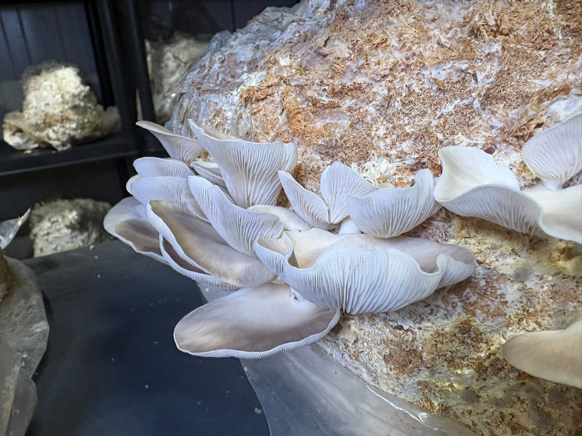 Ballot de Culture Bio Sajor Caju | Les Champignons du Pot'