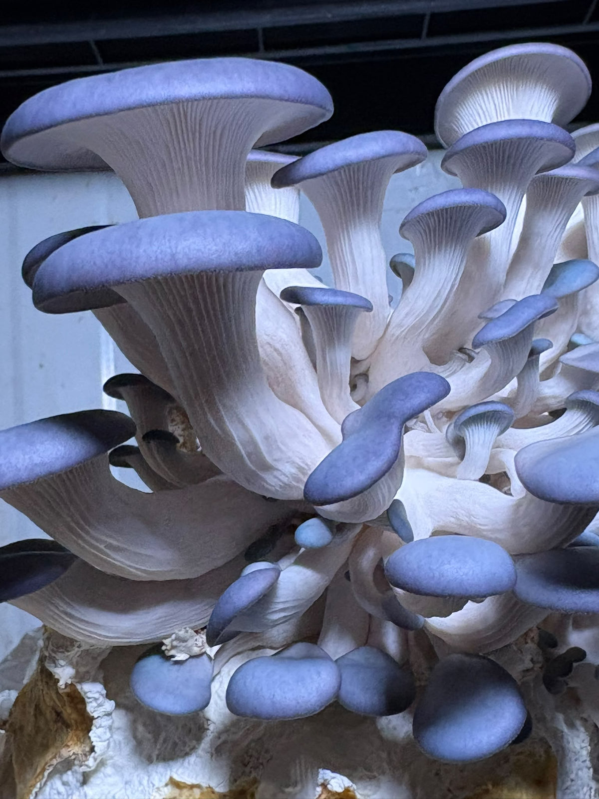 Ballot de Culture Bio Pleurotes (Blanc ou Gris)| Les Champignons du Pot'