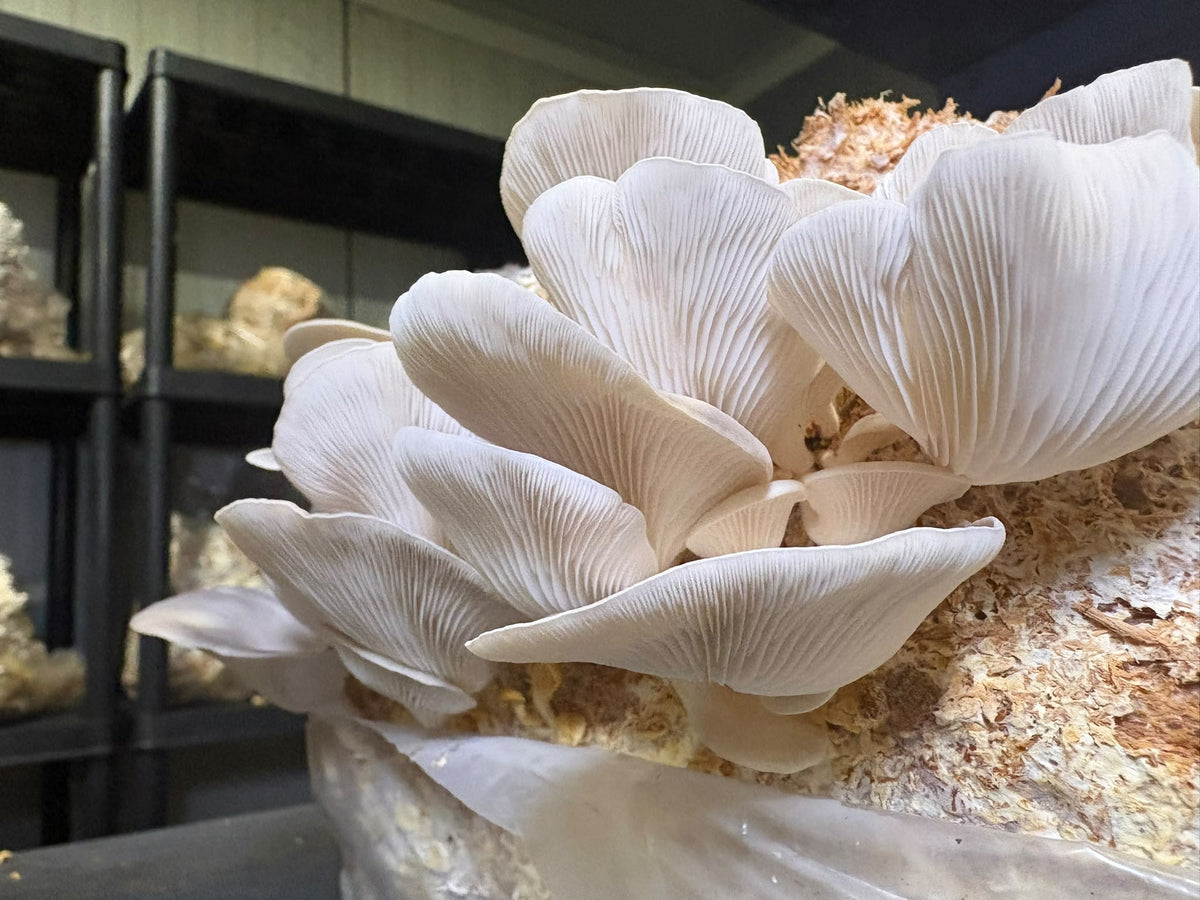 Ballot de Culture Bio Sajor Caju | Les Champignons du Pot'