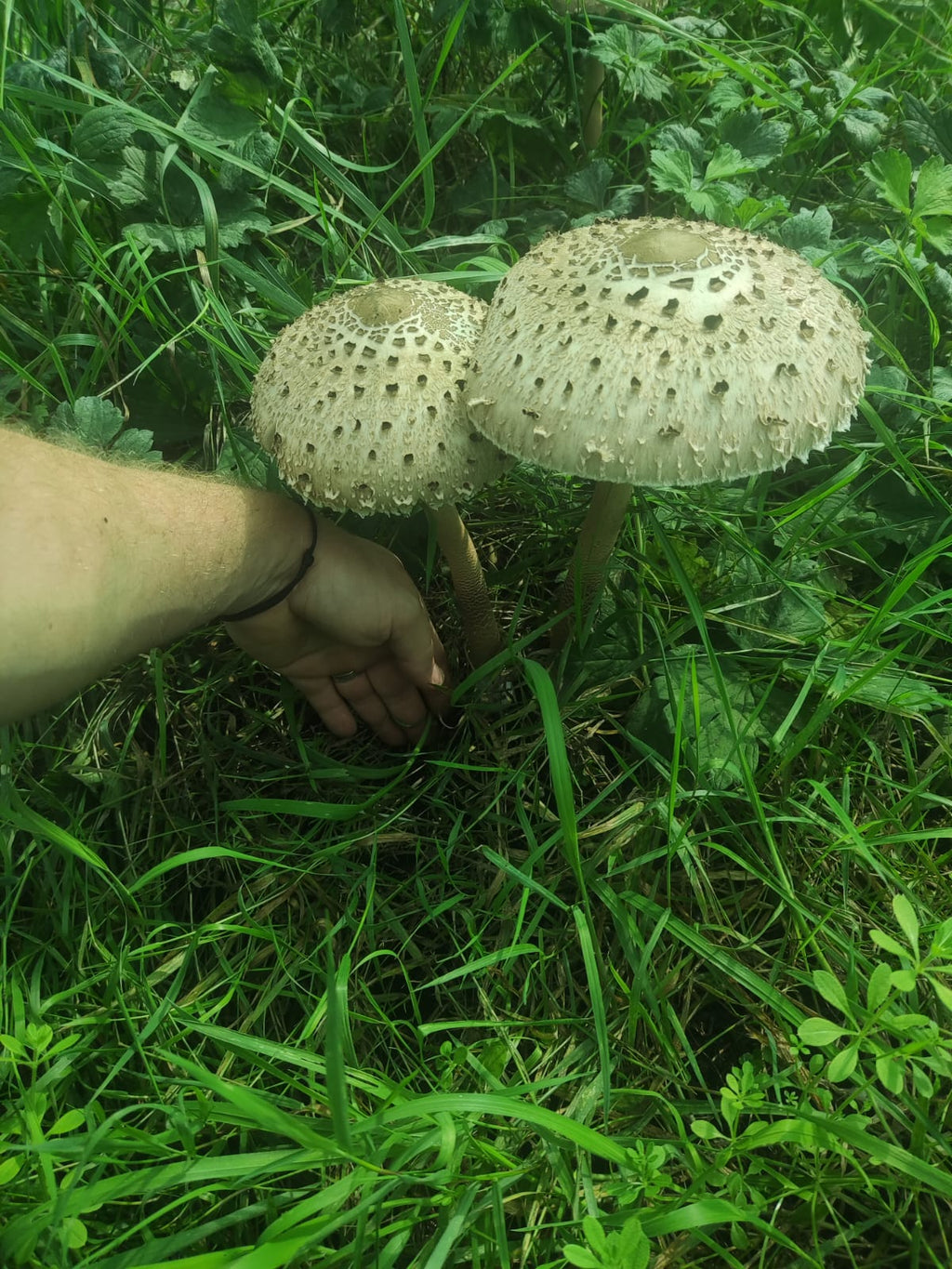 Mycélium sur Grains Bio Coulemelle | Les Champignons du Pot'