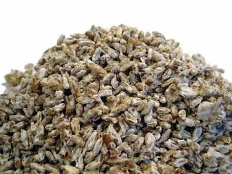 Mycélium sur Grains Bio Pleurote gris | Les Champignons du Pot'