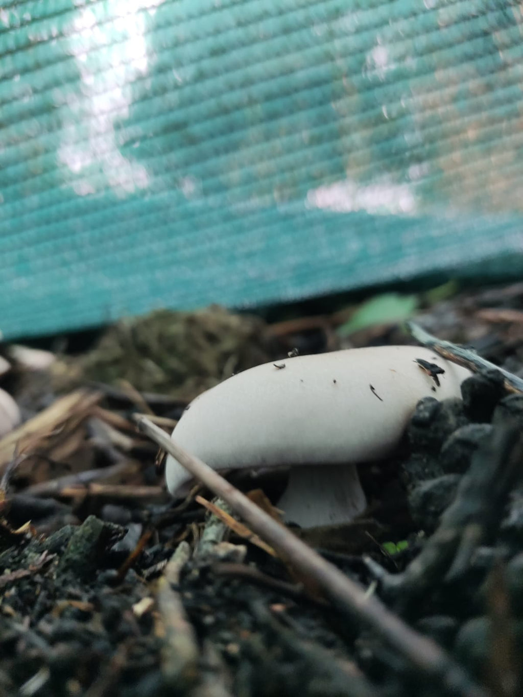 Mycélium Pied Bleu Bio sur Grains - Culture Extérieure | Les Champignons du Pot'