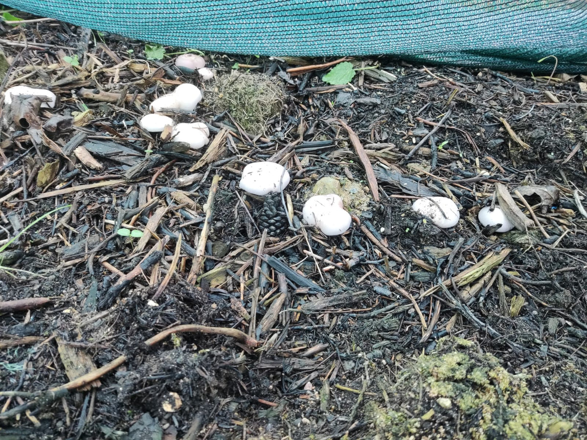Mycélium Pied Bleu Bio sur Grains - Culture Extérieure | Les Champignons du Pot'
