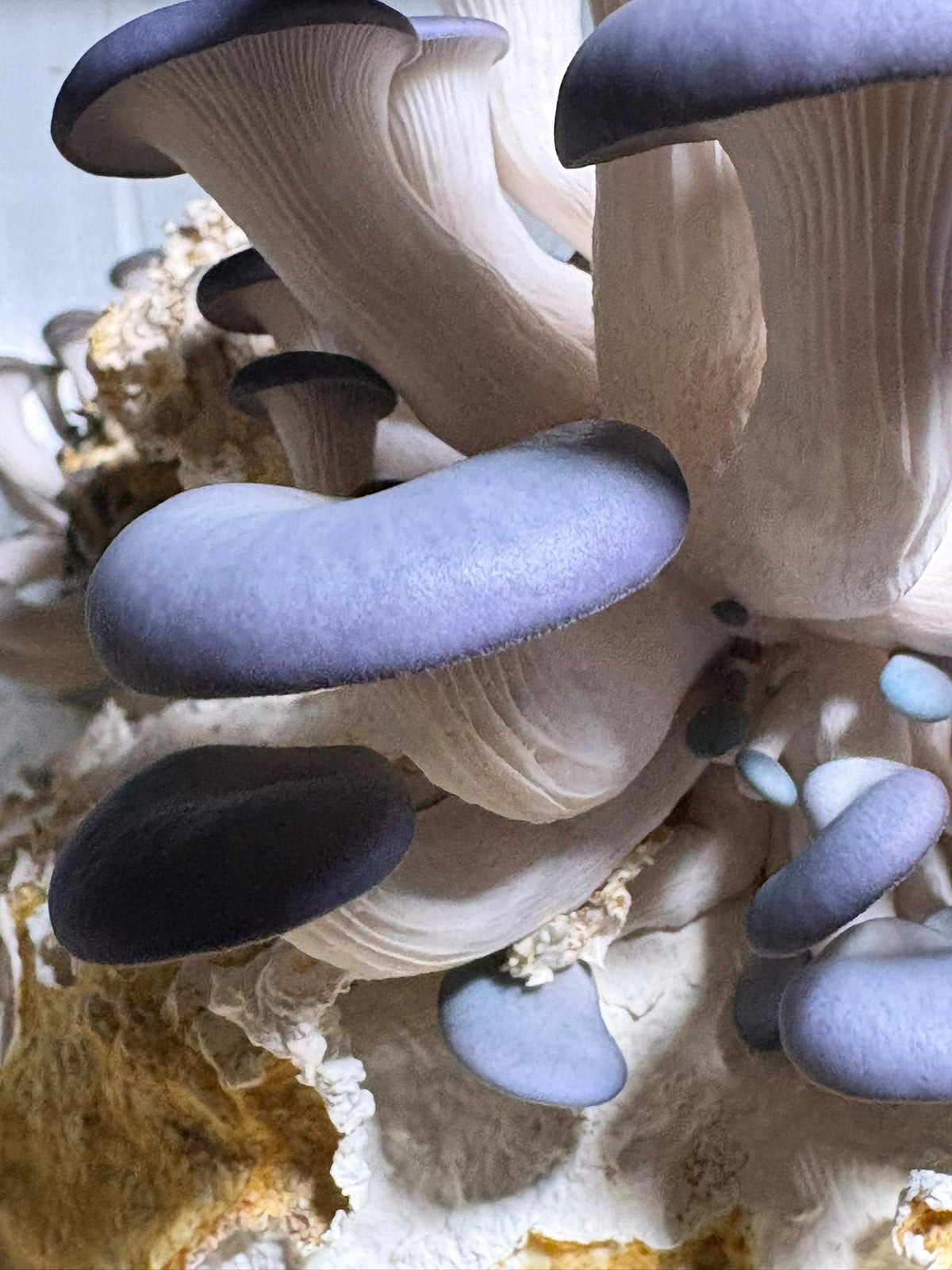 Pleurote gris cultivé chez nous